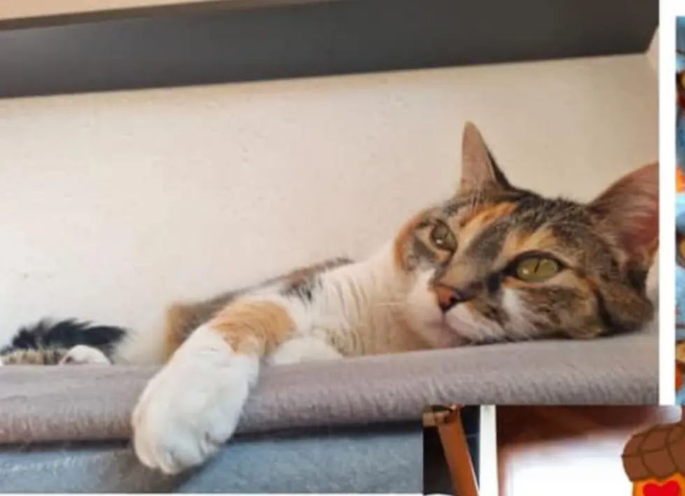 gata lost    Saragosse Caramelo