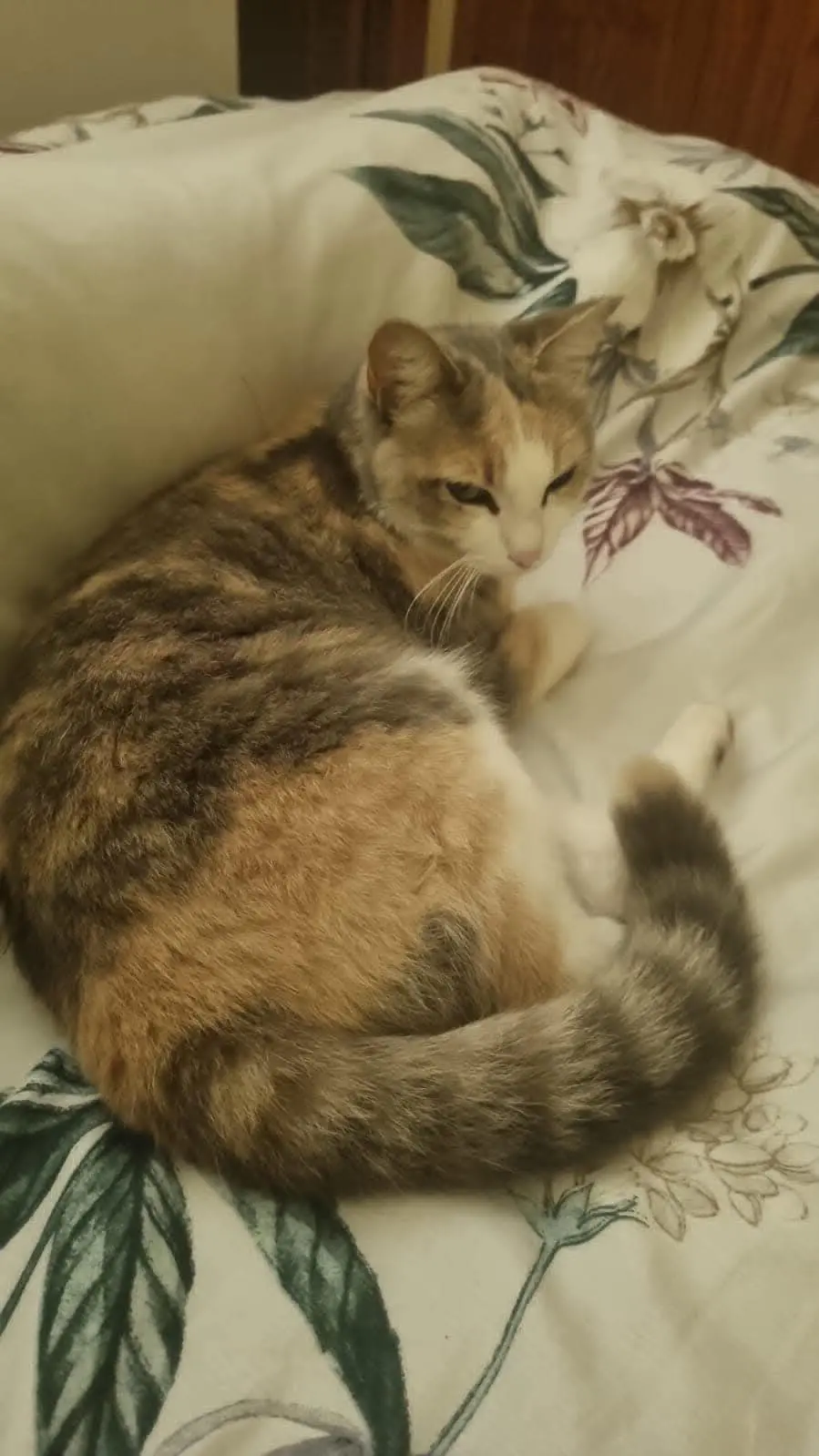 gata lost    Saragosse Gata