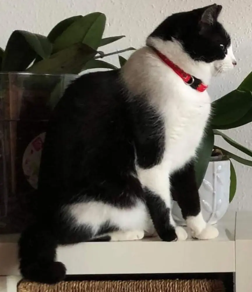 gata lost    Saragosse Gata