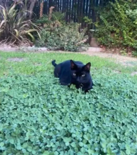 gata lost    Saragosse Gatita