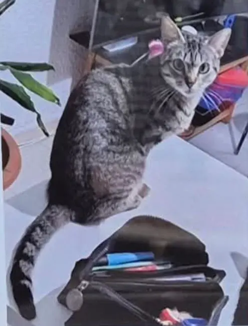gata lost    Saragosse Kiba
