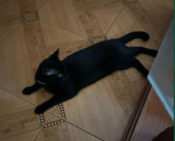 gata lost    Saragosse Kira