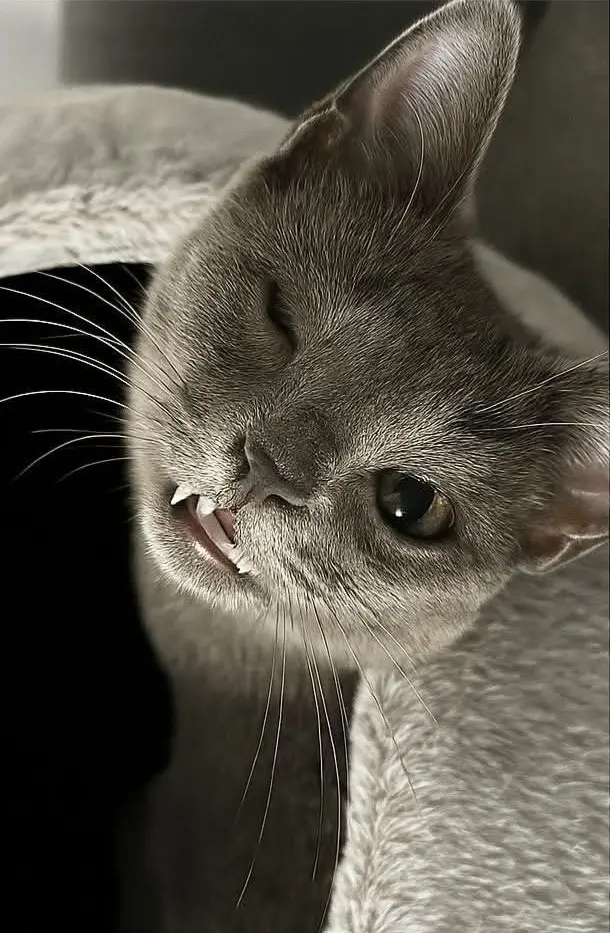gata lost    Saragosse Nube