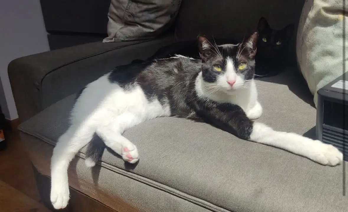 gata reunited     Lola