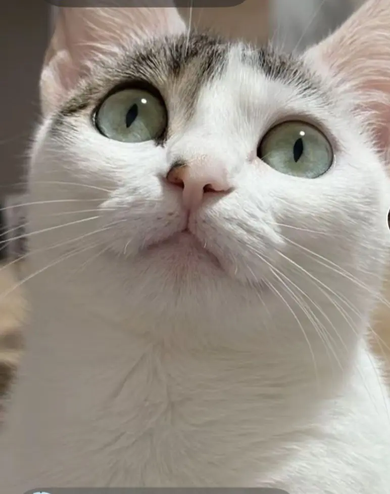gata reunited     Nieve