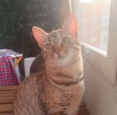 gata reunited  Calle del Camino Viejo de Leganés 28025 Madrid Bluey