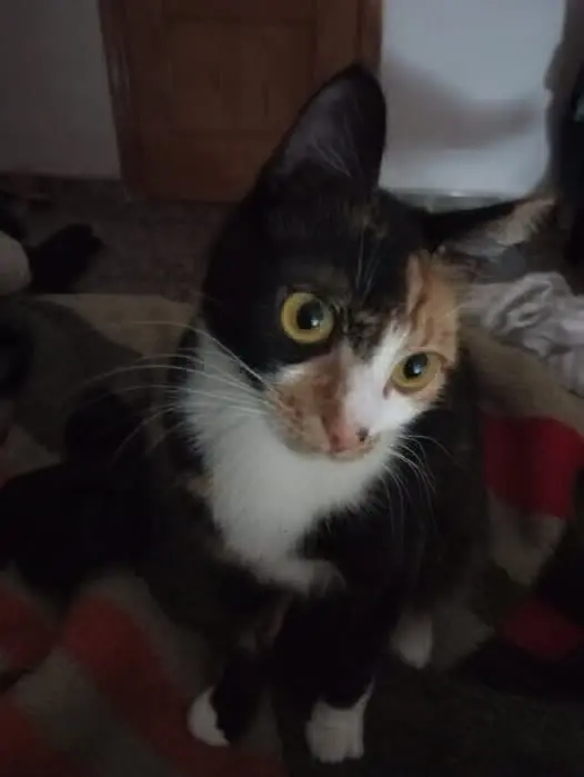 gata reunited    Carthagène Canela