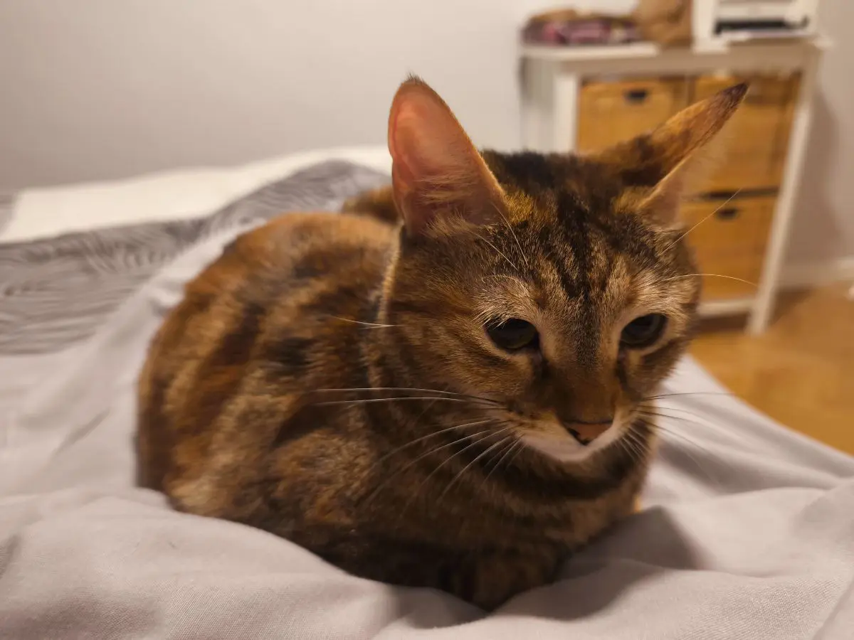 gata reunited    Carthagène Siria