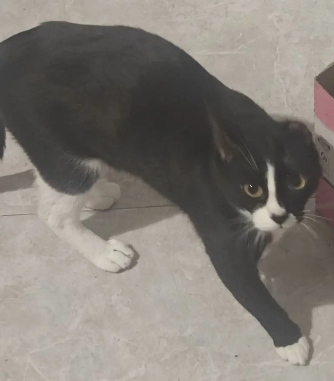 gata reunited  Plaza del decano Eduardo Ibaseta 33207 Gijon Quimba