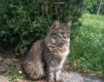 gata reunited  Calle del Camino Viejo de Pravia 33401 Avilés Peluda