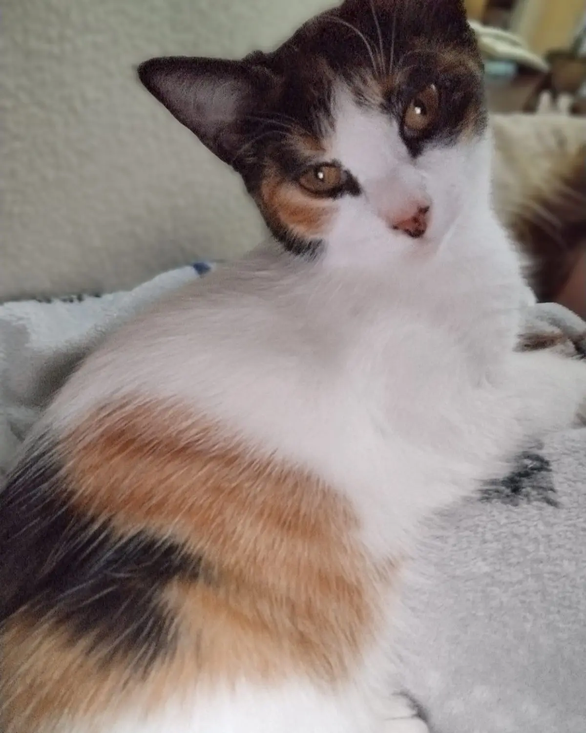 gata reunited     Bimba