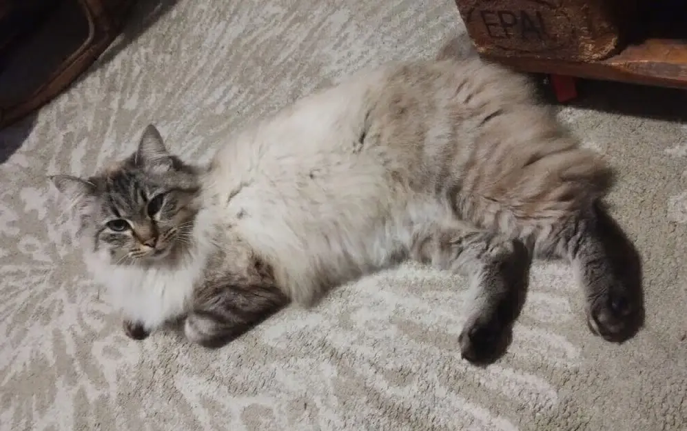 gata reunited     Mixi