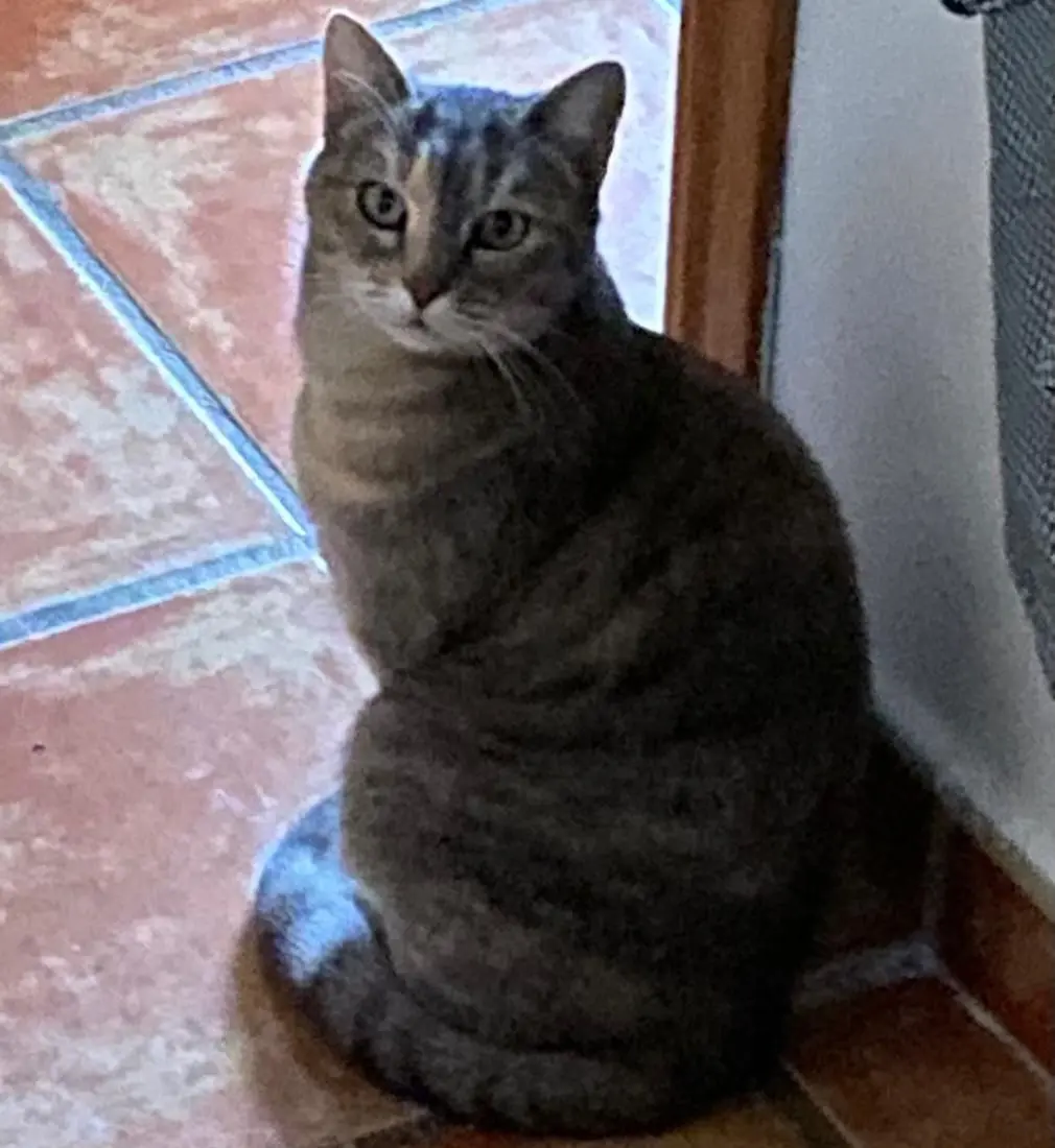 gata reunited   45520 Villaluenga de la Sagra Ceniza