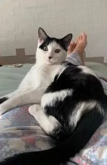 gata reunited   45200 Illescas Lluvia