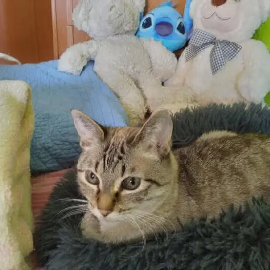 gata reunited     Amy