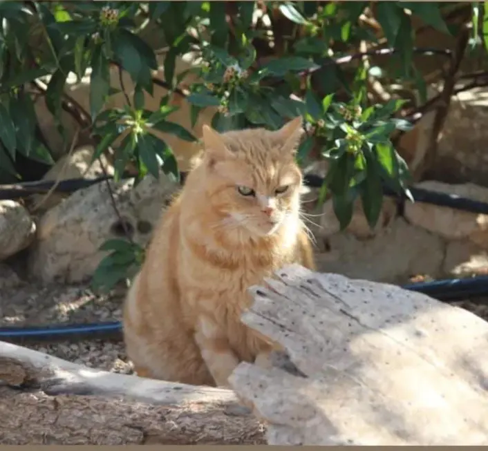 gato lost    Elx / Elche Mario