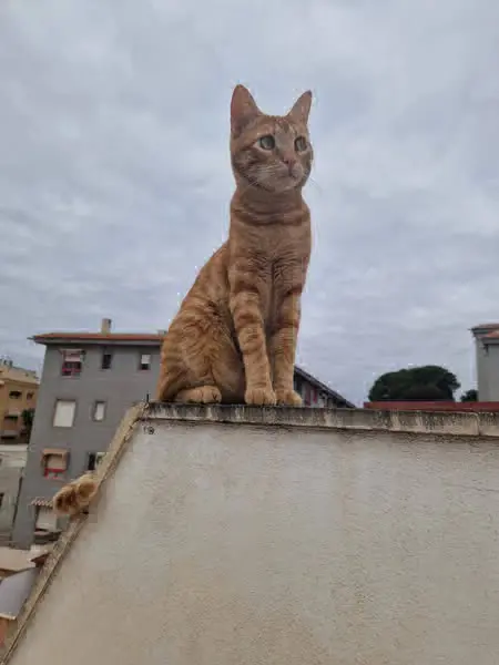 gato lost   03550 Sant Joan d'Alacant Figo