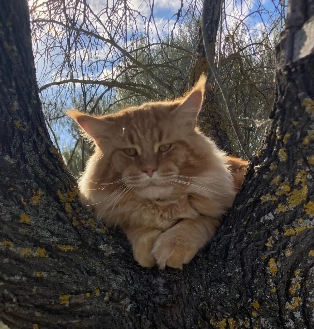 gato lost    Planes Nicolas