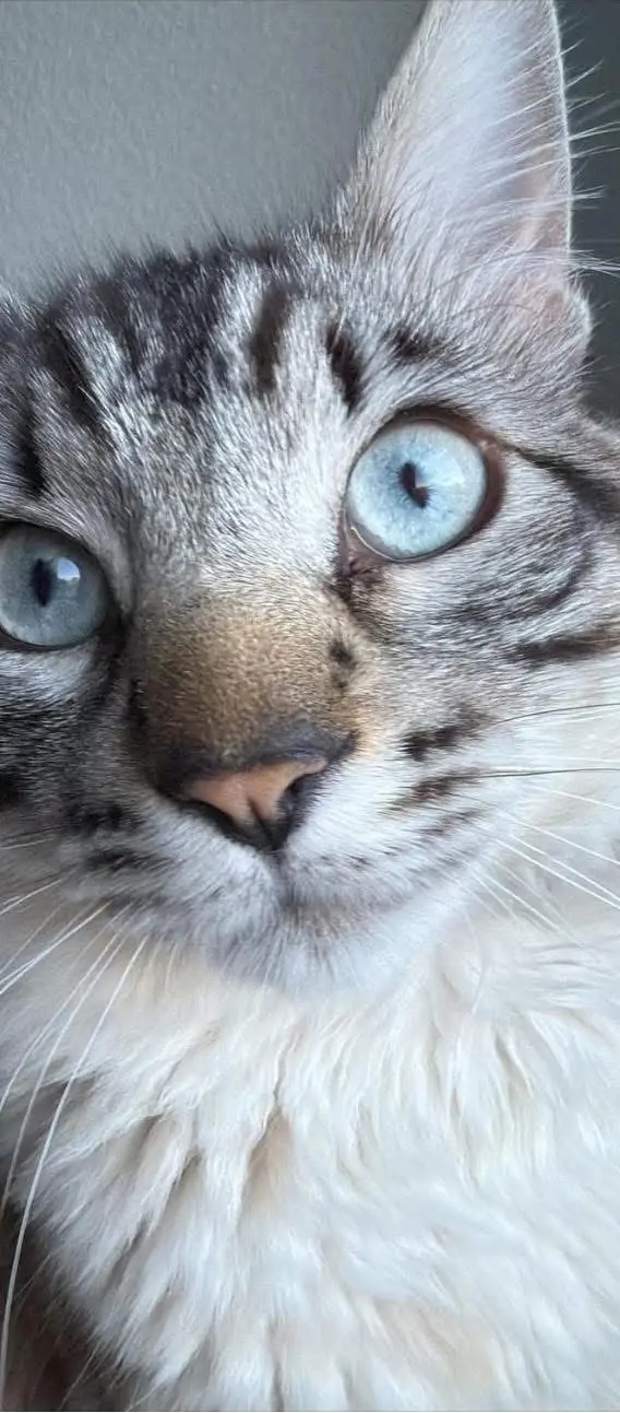 gato lost   03600 Elda Tokio
