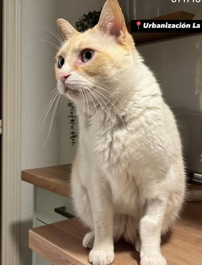 gato lost   03177 San Fulgencio Amelio