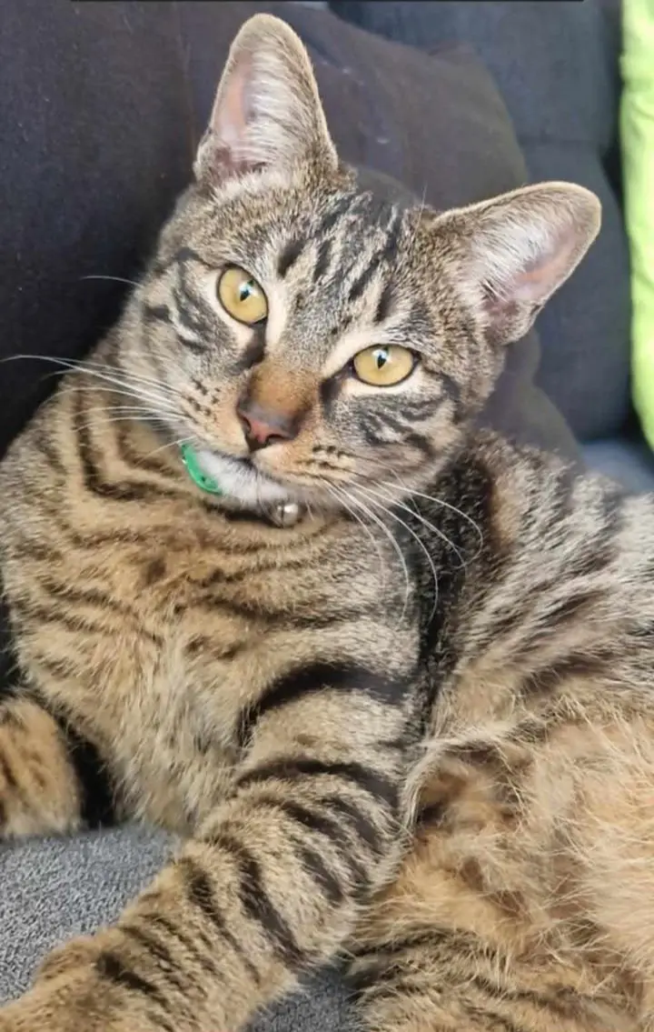 gato lost    Algorfa Diego