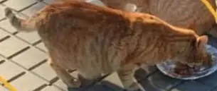 gato lost   03177 San Fulgencio Pegatina