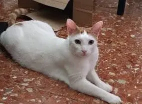 gato lost    Albacete Berlanga