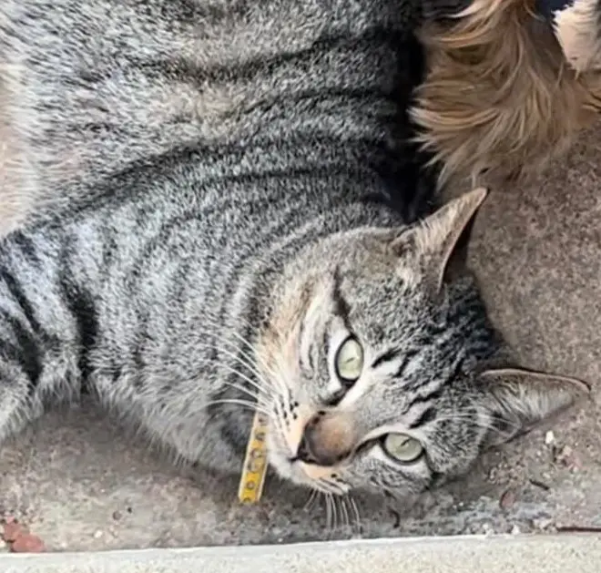 gato lost    Albacete Tommy