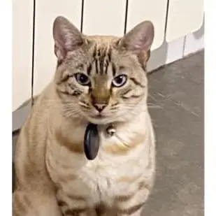 gato lost   02600 Villarrobledo Coco