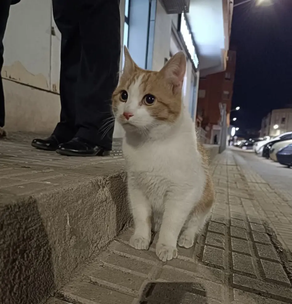 gato lost   02600 Villarrobledo Gato