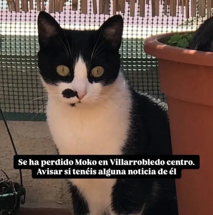 gato lost   02600 Villarrobledo Moko