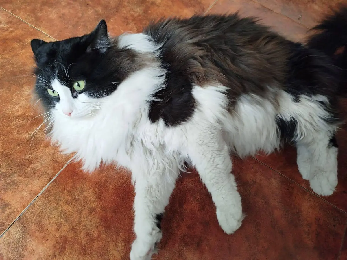 gato lost   02600 Villarrobledo Panda