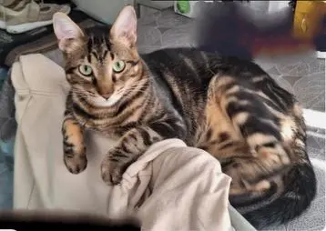 gato lost   02660 Caudete Romeo