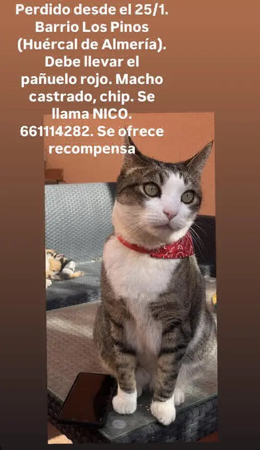 gato lost   04230 Huércal de Almería Nico