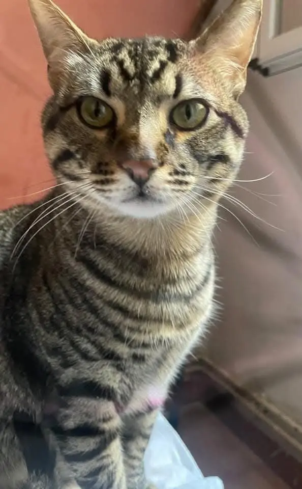 gato lost    Manresa Kai