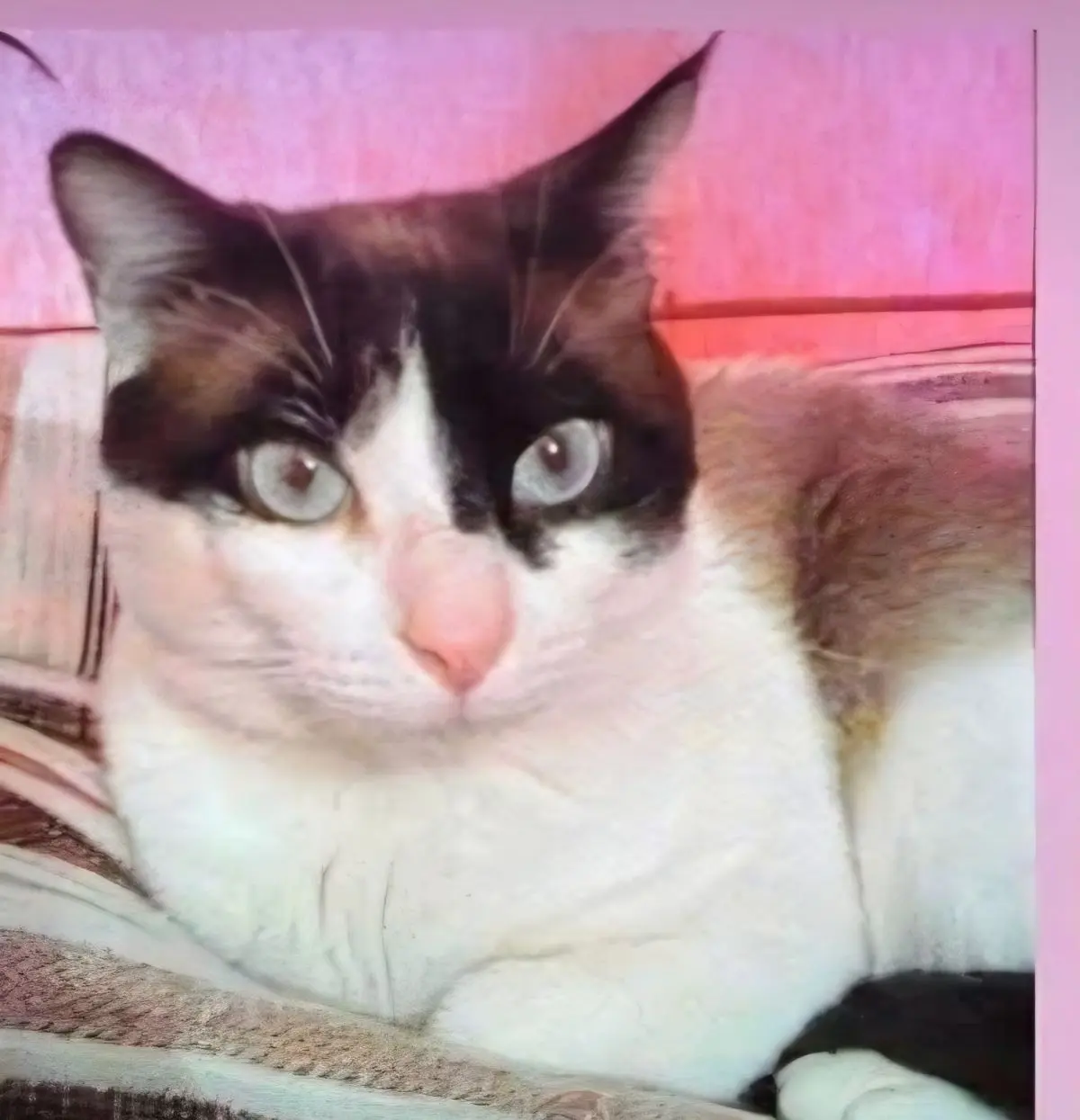 gato lost    Barcelone Foyu