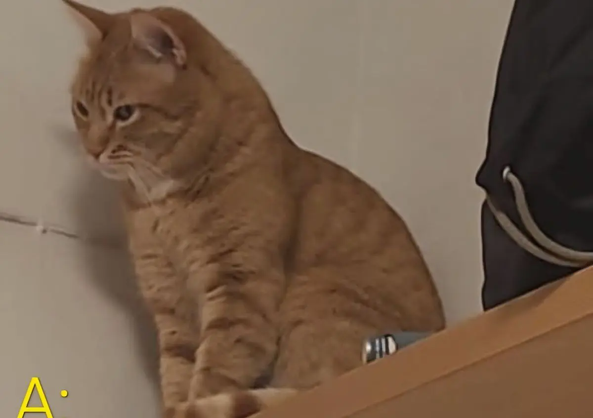 gato lost    Barcelone Garfield