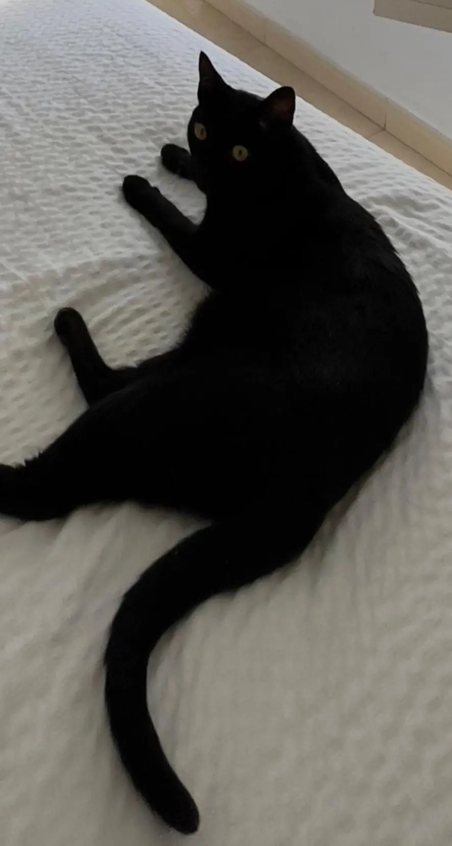 gato lost    Barcelone Gato