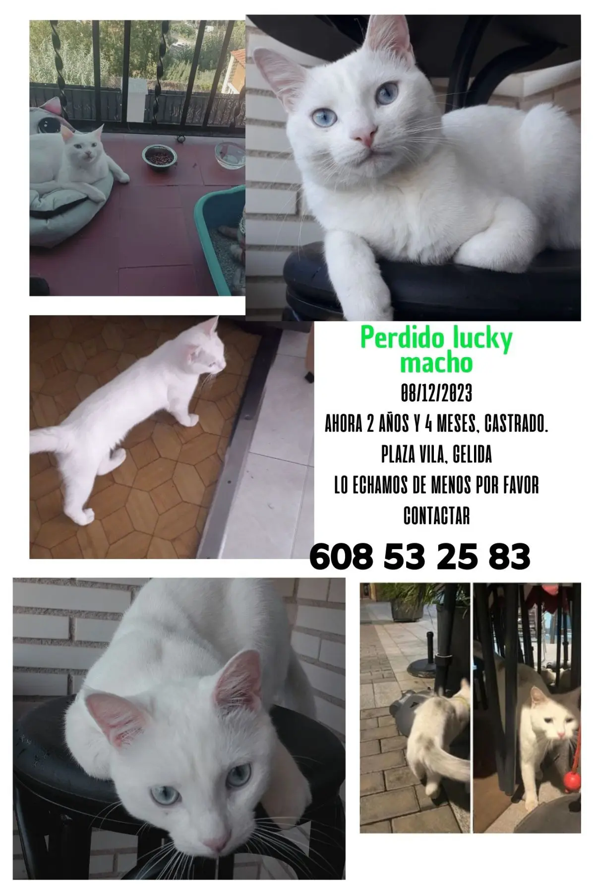 gato lost    Barcelone Lucky