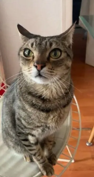 gato lost    Barcelone Michu