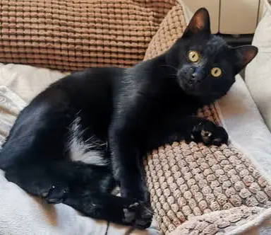 gato lost    Barcelone No lo se