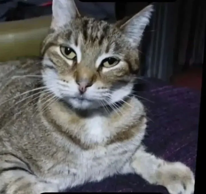 gato lost    Barcelone No lo sé