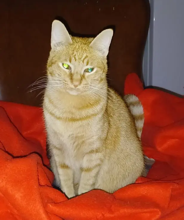 gato lost    Barcelone Nonot