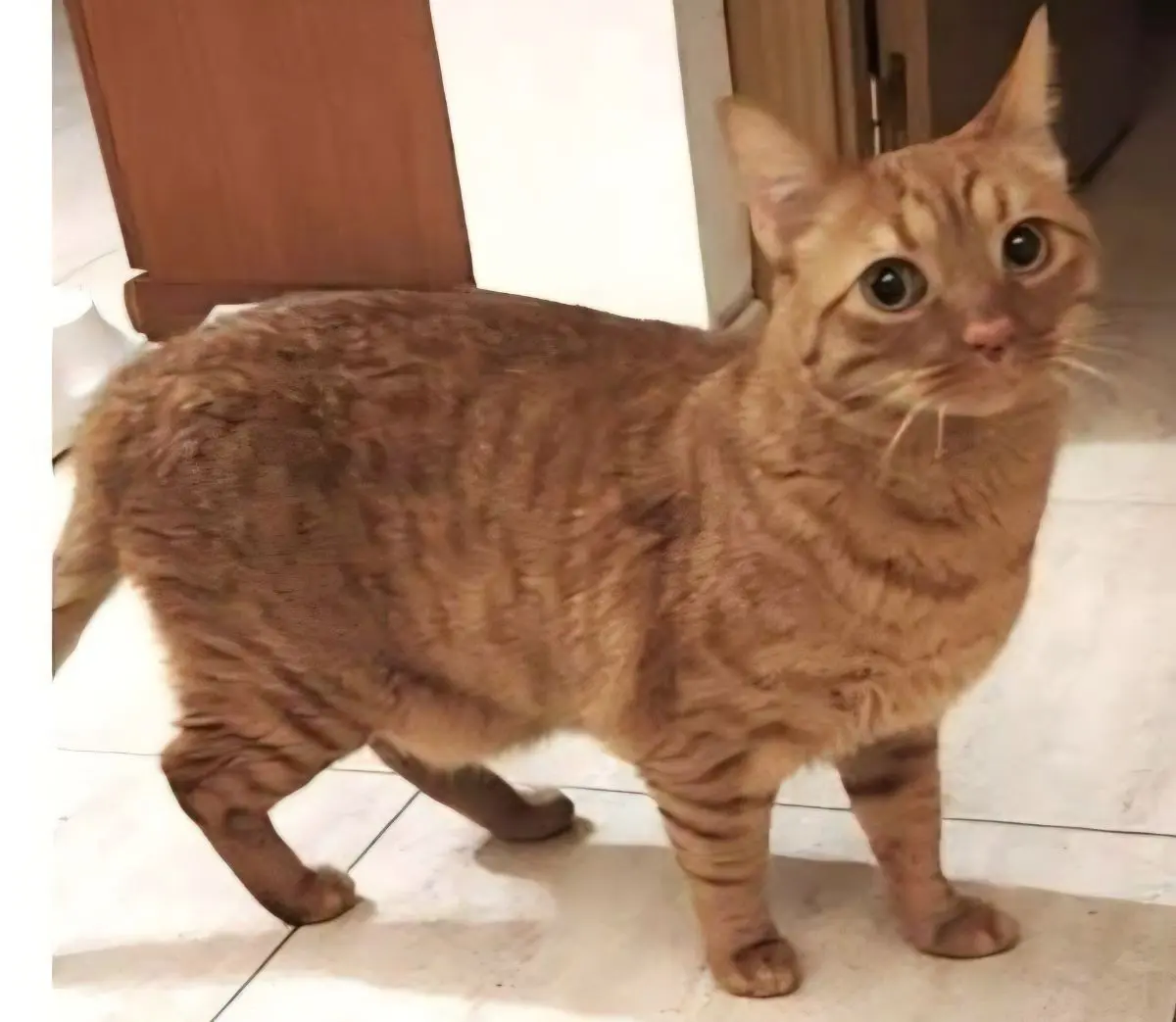 gato lost    Barcelone Ricky