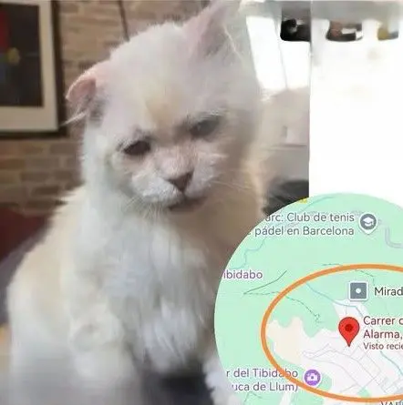 gato lost    Barcelona Casper