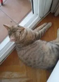 gato lost    Barcelona Compi