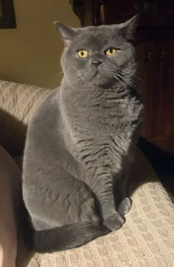 gato lost   08859 Begues Luciano
