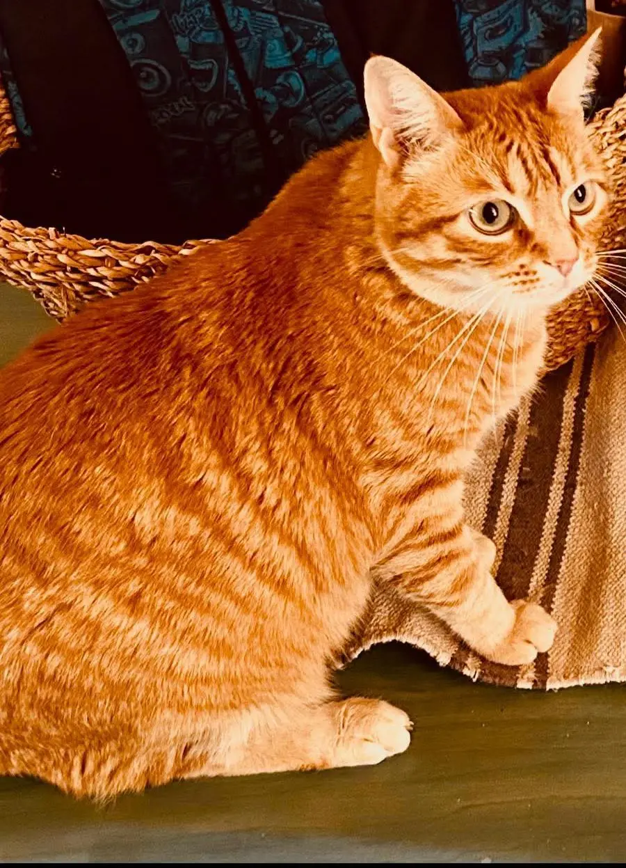 gato lost   08860 Castelldefels No lo sé