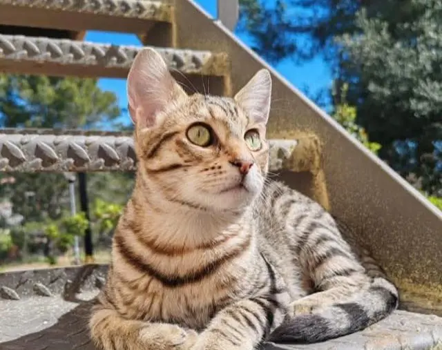 gato lost   08757 Corbera de Llobregat Pepo