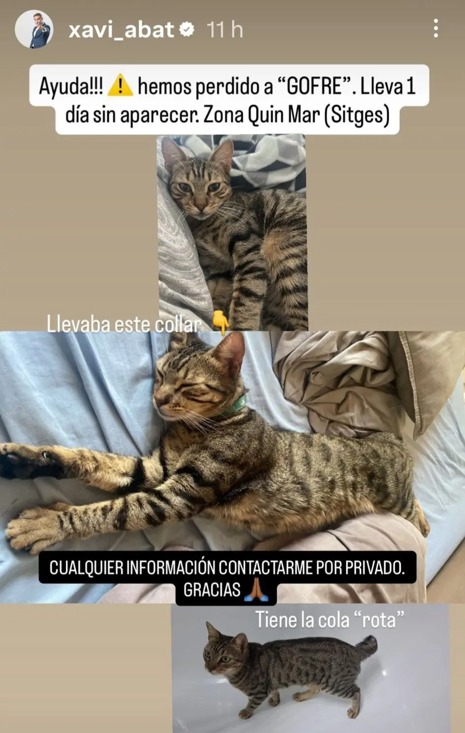 gato lost    Sitges Gofre